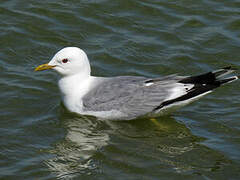 Common Gull