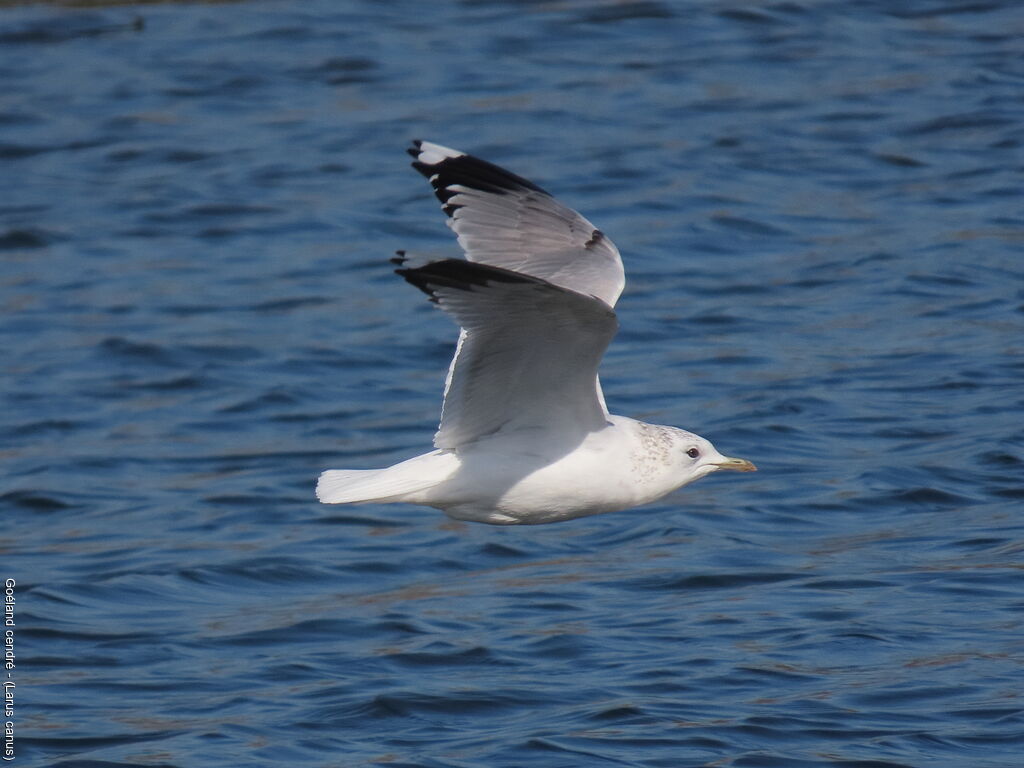 Common Gull