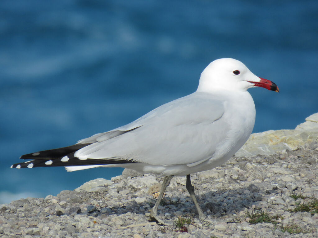 Audouin's Gull