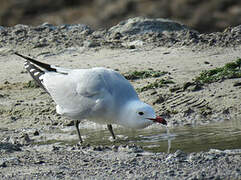 Audouin's Gull