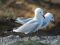 Audouin's Gull