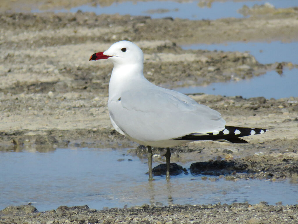 Audouin's Gull