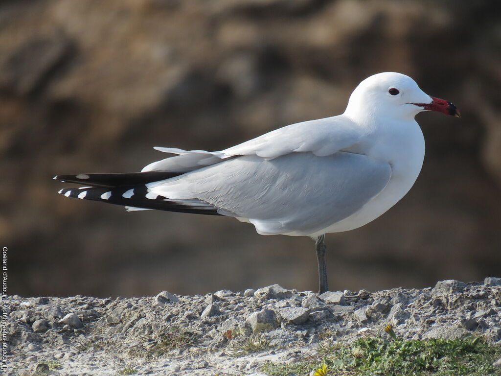 Audouin's Gull