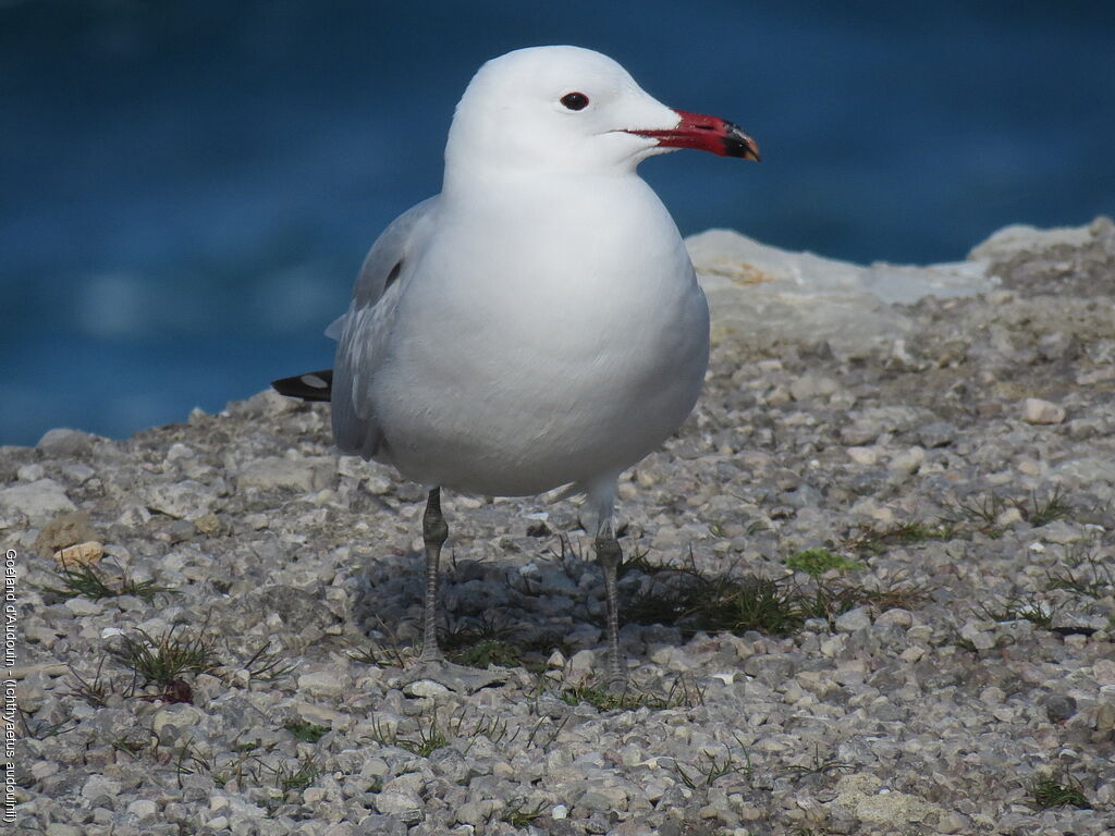 Audouin's Gull