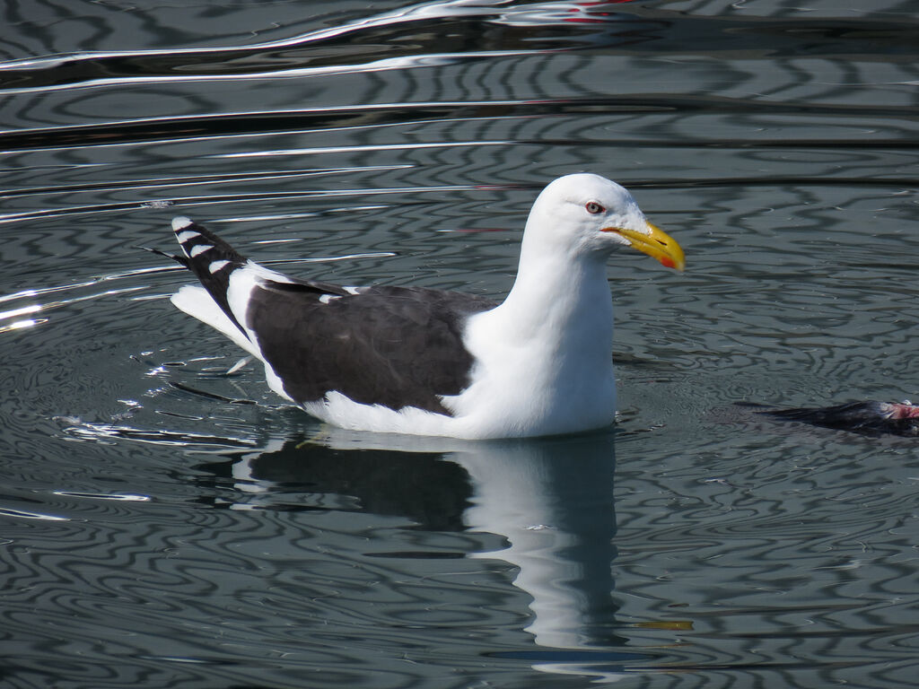 Kelp Gull