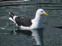 Kelp Gull