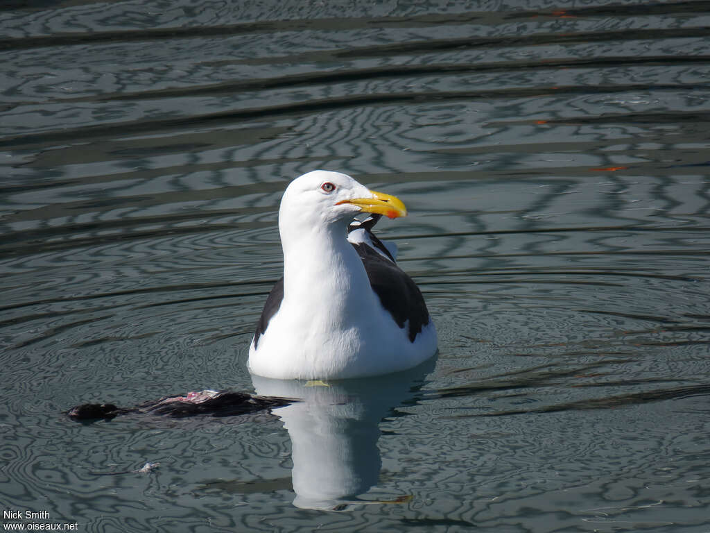 Goéland dominicainadulte, mange