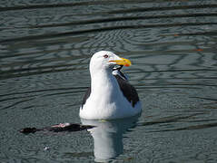 Kelp Gull