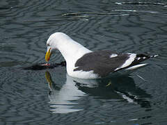 Kelp Gull