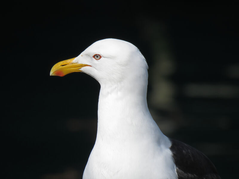 Kelp Gull, close-up portrait