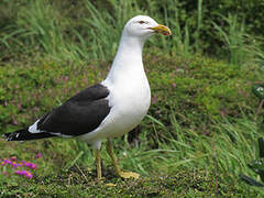 Kelp Gull