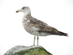 Kelp Gull