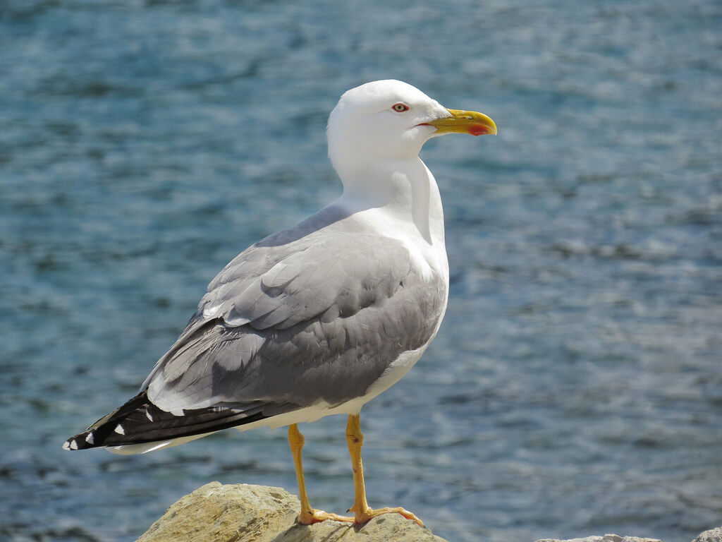 Yellow-legged Gull