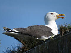 Great Black-backed Gull