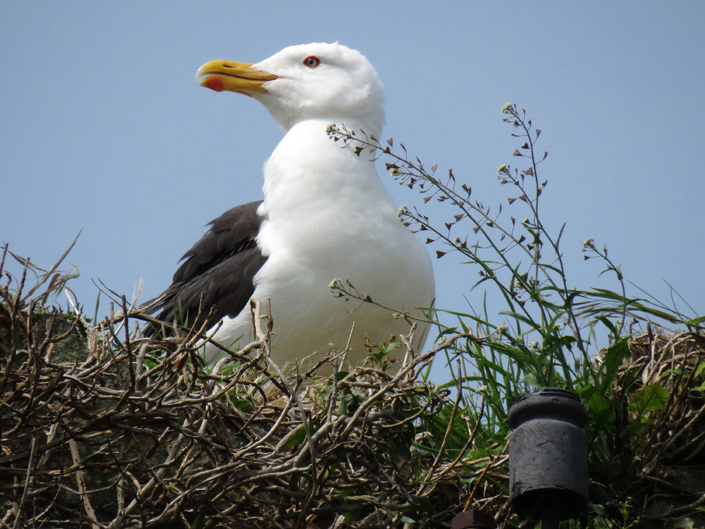 Great Black-backed Gull