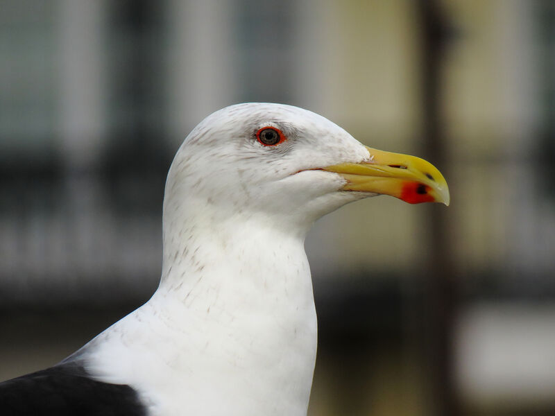 Great Black-backed Gull, close-up portrait