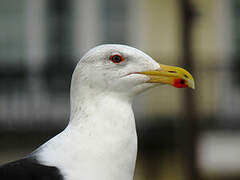 Great Black-backed Gull