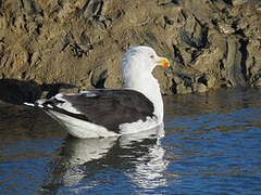 Great Black-backed Gull