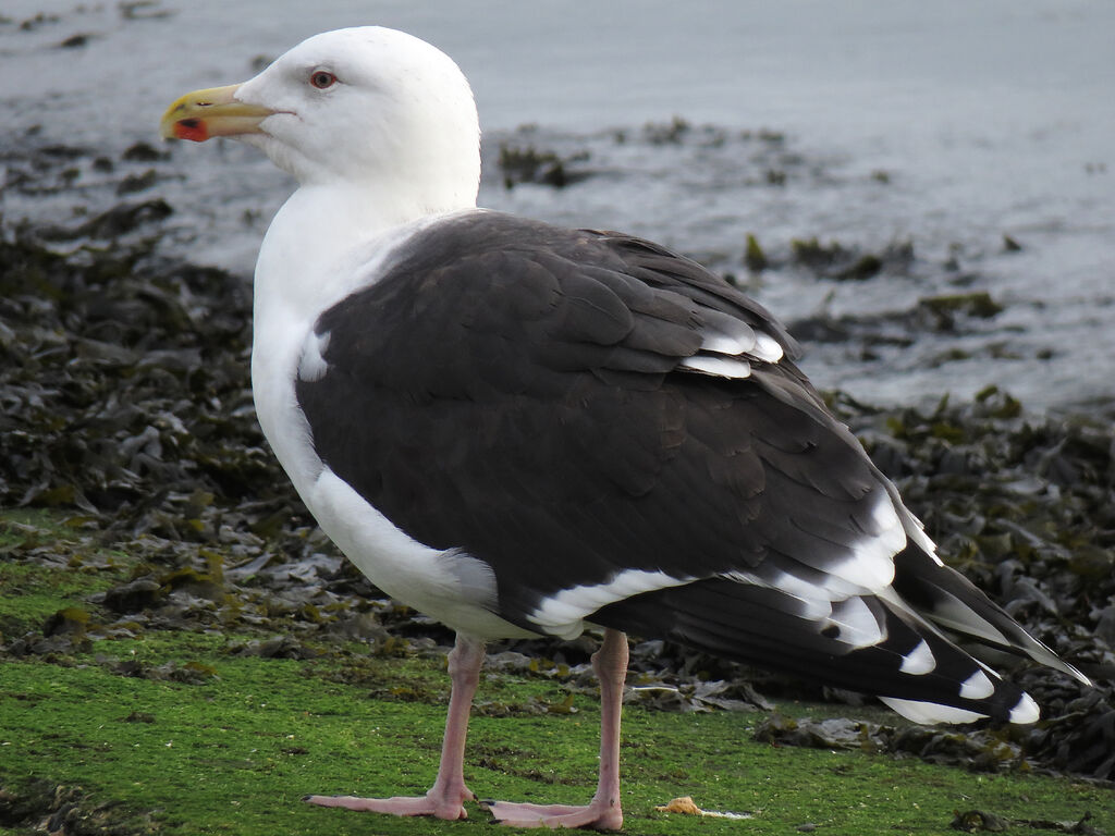 Great Black-backed Gull