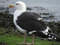 Great Black-backed Gull