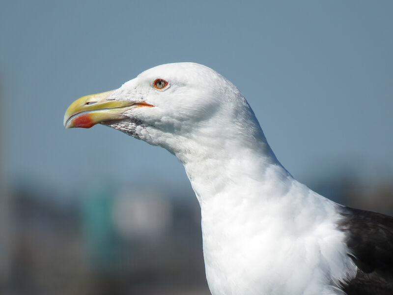 Great Black-backed Gull, close-up portrait