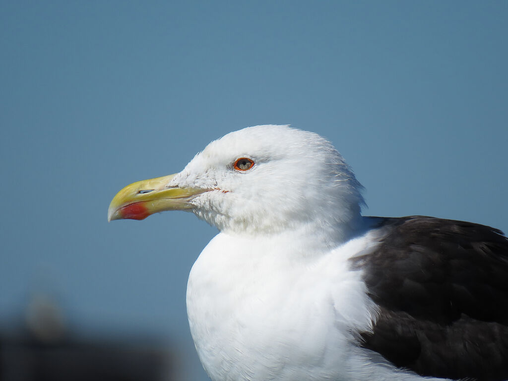 Great Black-backed Gull, close-up portrait