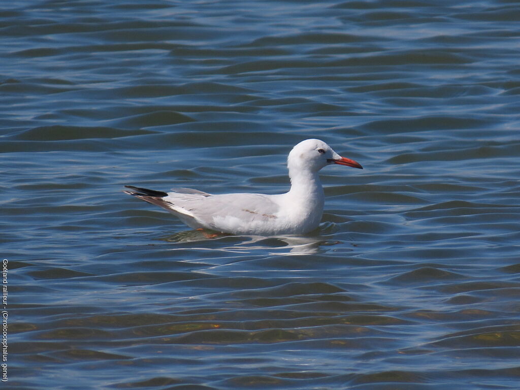 Slender-billed Gull