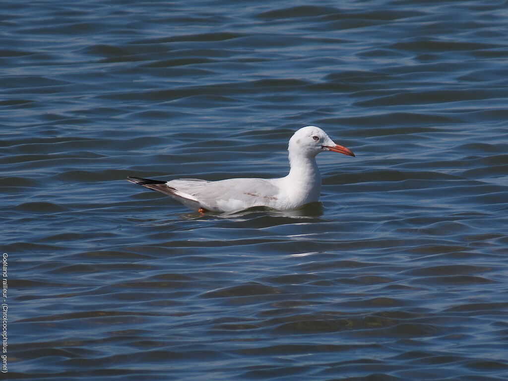 Slender-billed Gull