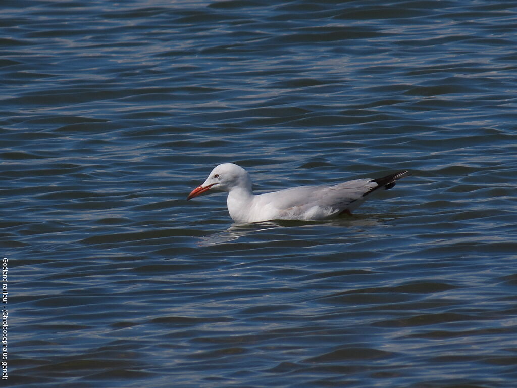 Slender-billed Gull