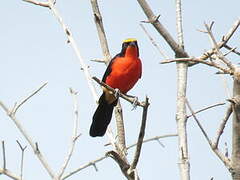 Yellow-crowned Gonolek