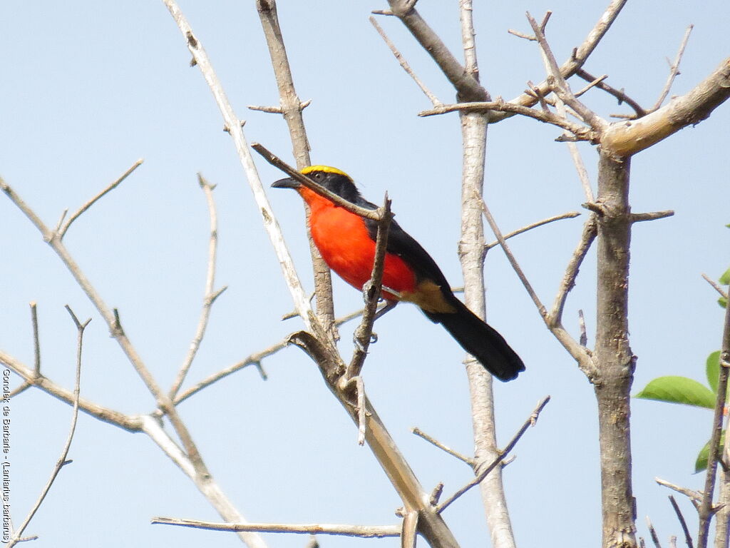 Yellow-crowned Gonolek