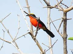 Yellow-crowned Gonolek