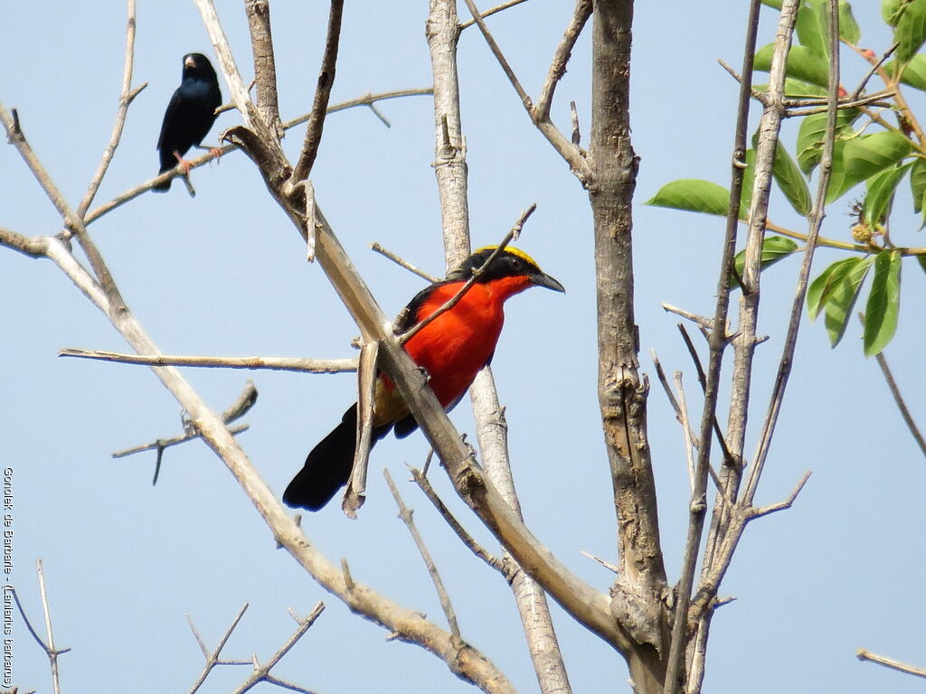 Yellow-crowned Gonolek