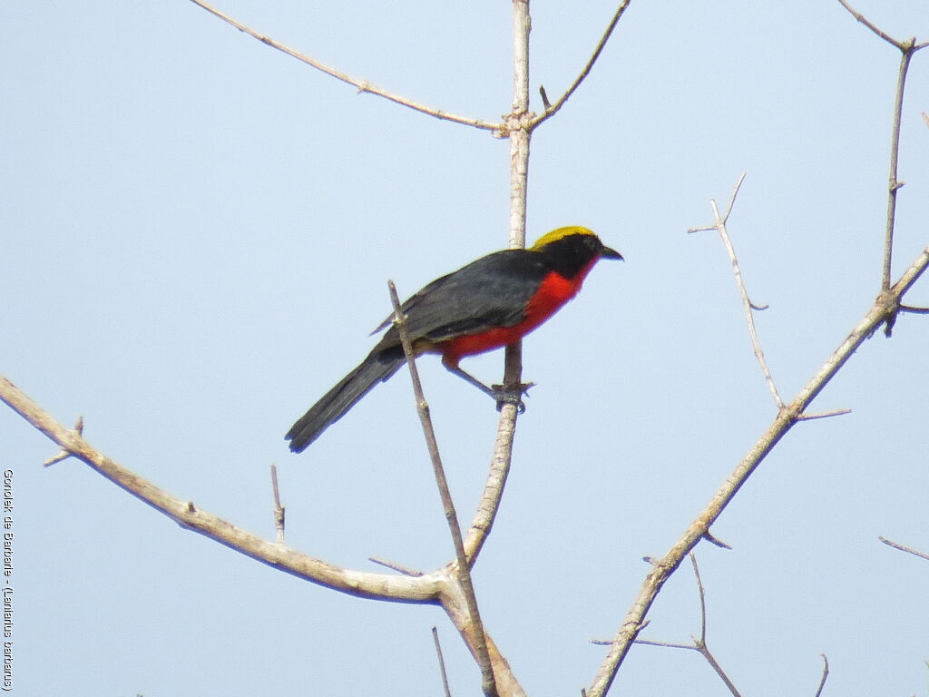 Yellow-crowned Gonolek