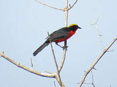 Yellow-crowned Gonolek