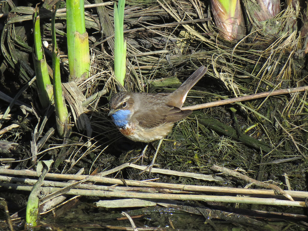 Bluethroat (cyanecula)