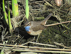 Bluethroat (cyanecula)