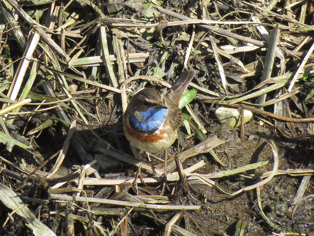 Bluethroat (cyanecula)