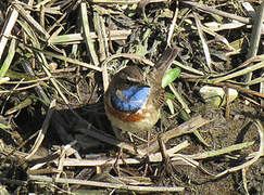 Bluethroat (cyanecula)