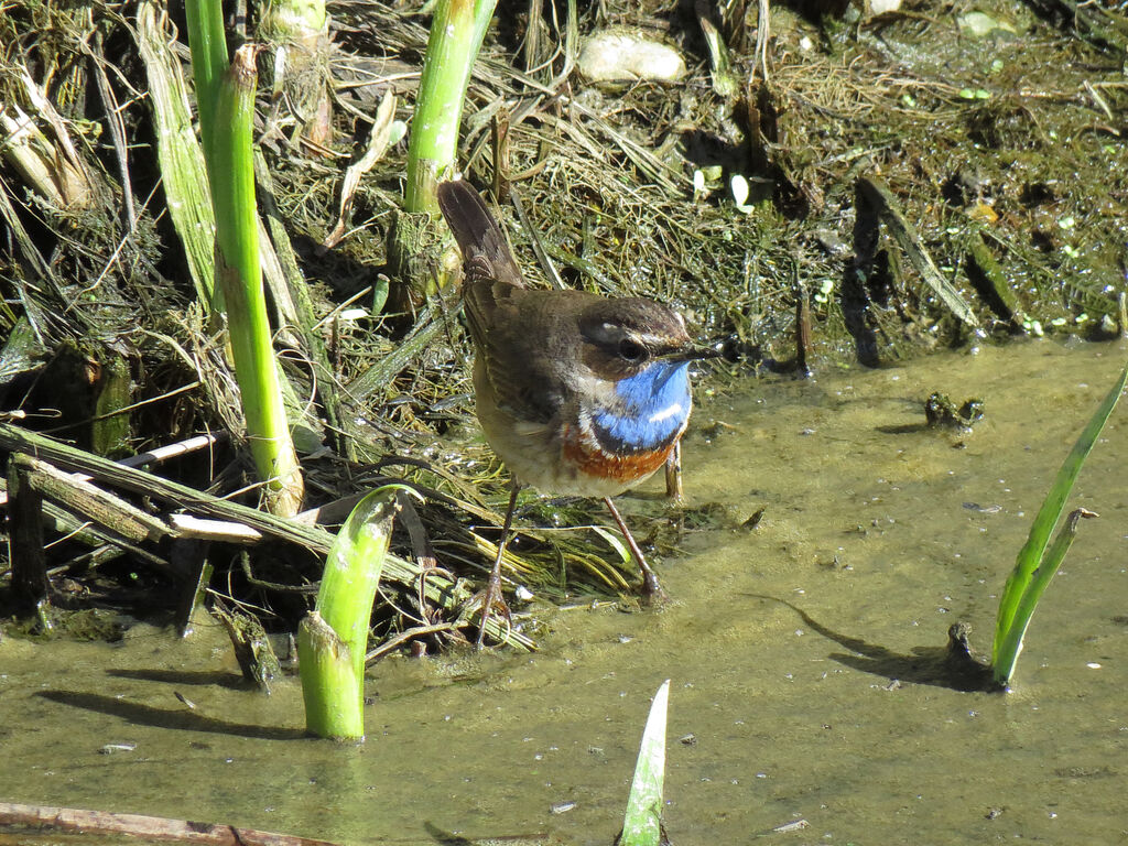 Gorgebleue à miroir blanc