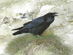 Northern Raven