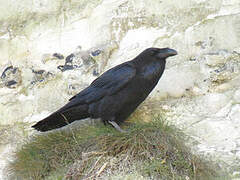 Northern Raven