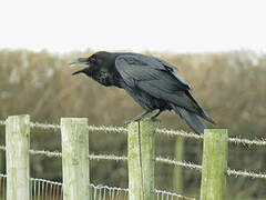 Northern Raven