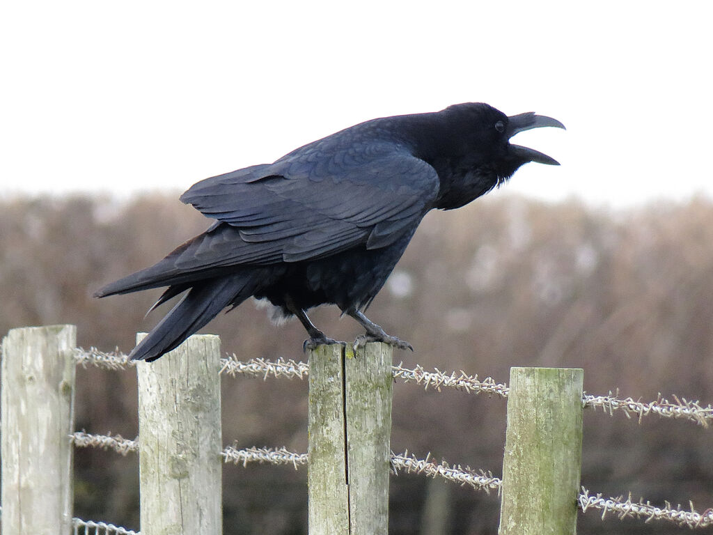 Northern Raven