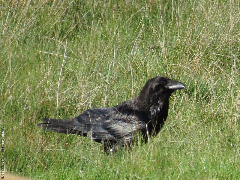 Northern Raven