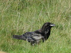 Northern Raven