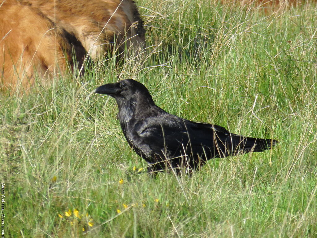 Northern Raven