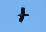 Grand Corbeau