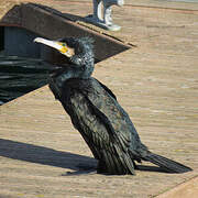 Great Cormorant