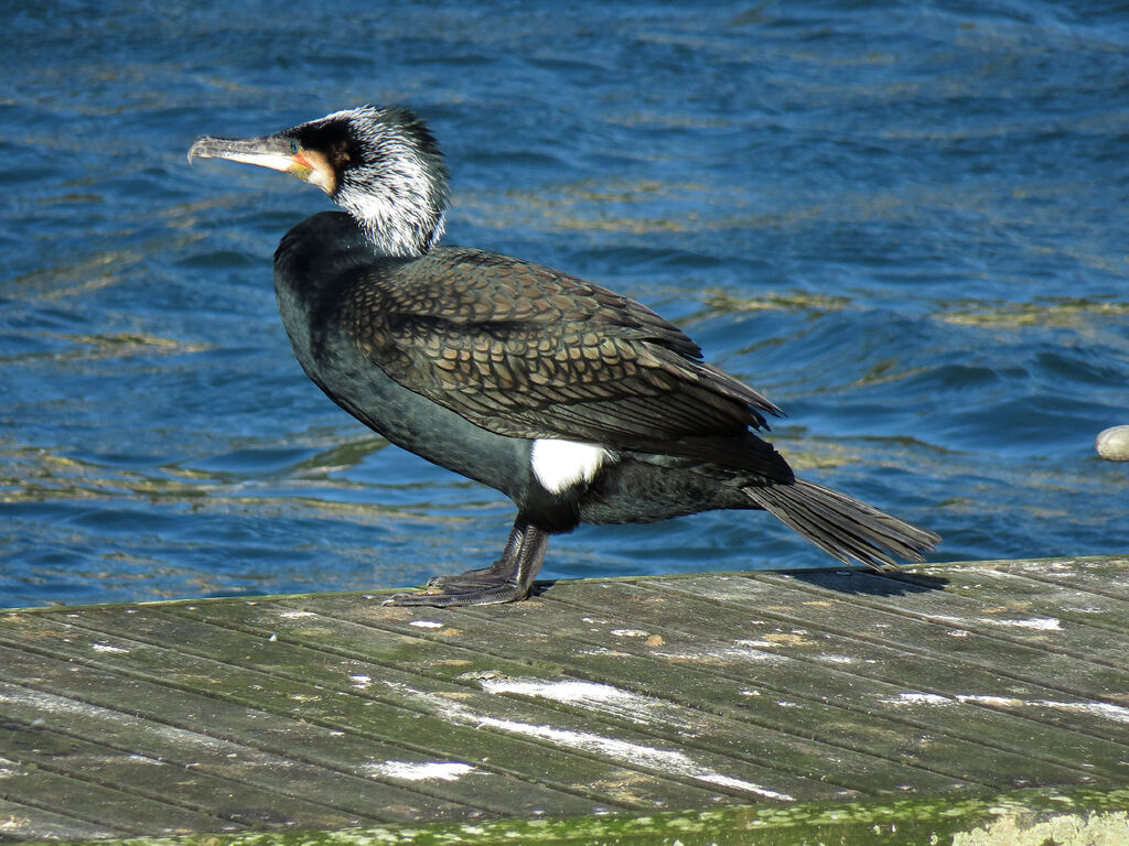 Great Cormorant